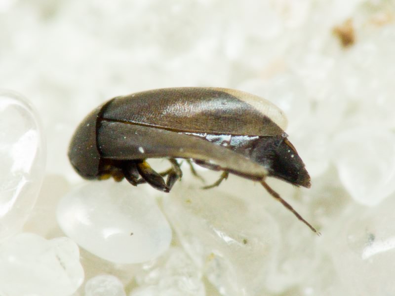 Anaspis